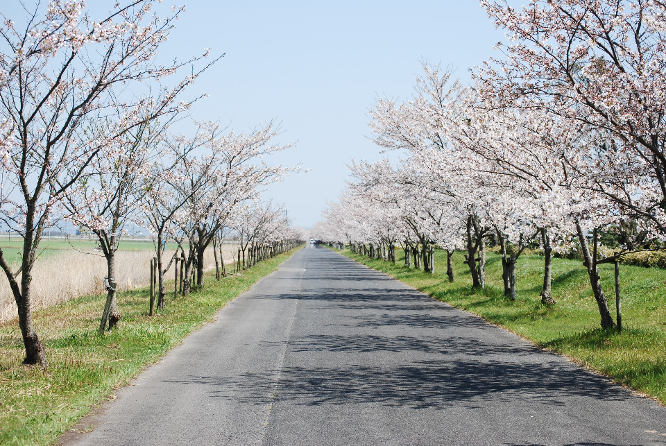 まっすぐに伸びるアスファルトの道路を挟んで、緑の芝生の上に淡いピンク色の花を咲かせた桜の並木がどこまでも続いている写真