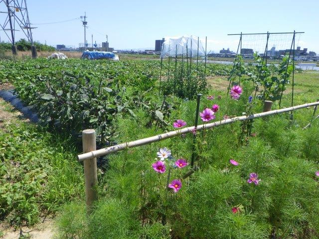手前に鮮やかなピンクや白のコスモスが咲き誇り、竹の柵を挟んだ奥には青々と茂るナスなどの野菜畑や支柱の立てられた栽培エリア、そして遠くに街並みが広がる畑の風景を捉えた写真