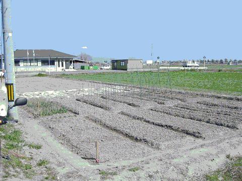 綺麗に整えられた灰色の土の畝が並び、支柱が立てられた栽培区画の向こうに平屋の建物やプレハブ小屋が点在し、遠くにはのどかな田園風景が広がる、作付け準備が整ったパンプキンガーデンの写真