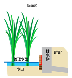 水田の稲と土壌の断面に、管理水面を示す青い線と、隣接する排水桝および畦畔の構造が描かれ、水位を調整する板の配置や各部位の名称ラベルによって排水の仕組みを視覚化した田んぼダム図