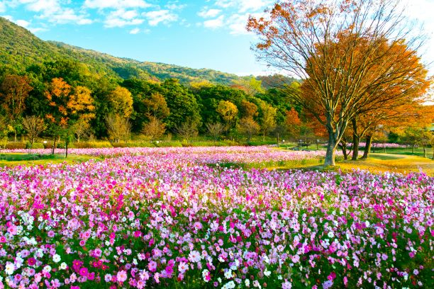 鮮やかに色づいた大きな木の下に、ピンクや白のコスモスが画面いっぱいに咲き誇る広大な花畑が広がり、遠景には紅葉した木や山が広がっている写真