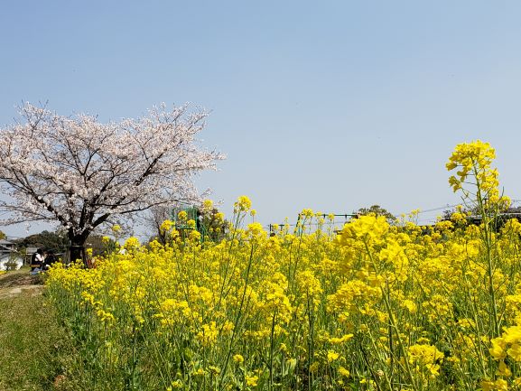 画面手前に鮮やかな黄色の菜の花が一面に咲き誇り、左奥には満開の薄ピンク色の桜の木が一本佇んでいる写真