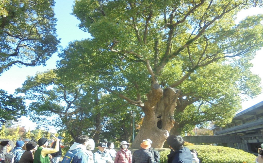 青空を背景に広がる立派な枝ぶりの巨木を見上げながら、ニット帽やダウンジャケットを着用した多くの参加者たちが、樹木の特徴や歴史について語るガイドの話を熱心に聞き入っている写真