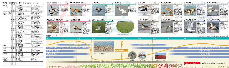 東よか干潟で見られる様々な野鳥のチェックリストや写真付き解説、季節ごとの飛来時期を示す観察カレンダーが横長にまとめられており、シギやチドリ、クロツラヘラサギなどの生態情報を一目で確認できる、「東よか干潟」の野鳥ガイドパンフレット(裏面)