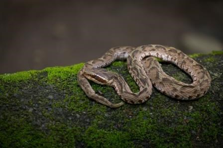苔むした岩の上で茶褐色のマムシが身体をとぐろ状に巻いて休息している写真