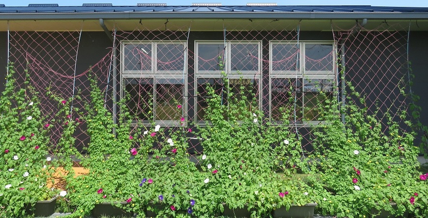 青空の下、建物外壁に沿って設置された格子状のグリーンカーテンに、ピンクや白の花が咲く緑豊かなつる植物が繁茂している緑のカーテン写真