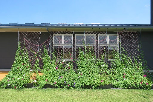 青空の下、建物外壁全体を覆う格子状のグリーンカーテンに緑豊かなつる植物が繁茂し、ピンクの花が点在し、3つの窓と手前に芝生がある壁面緑化の写真