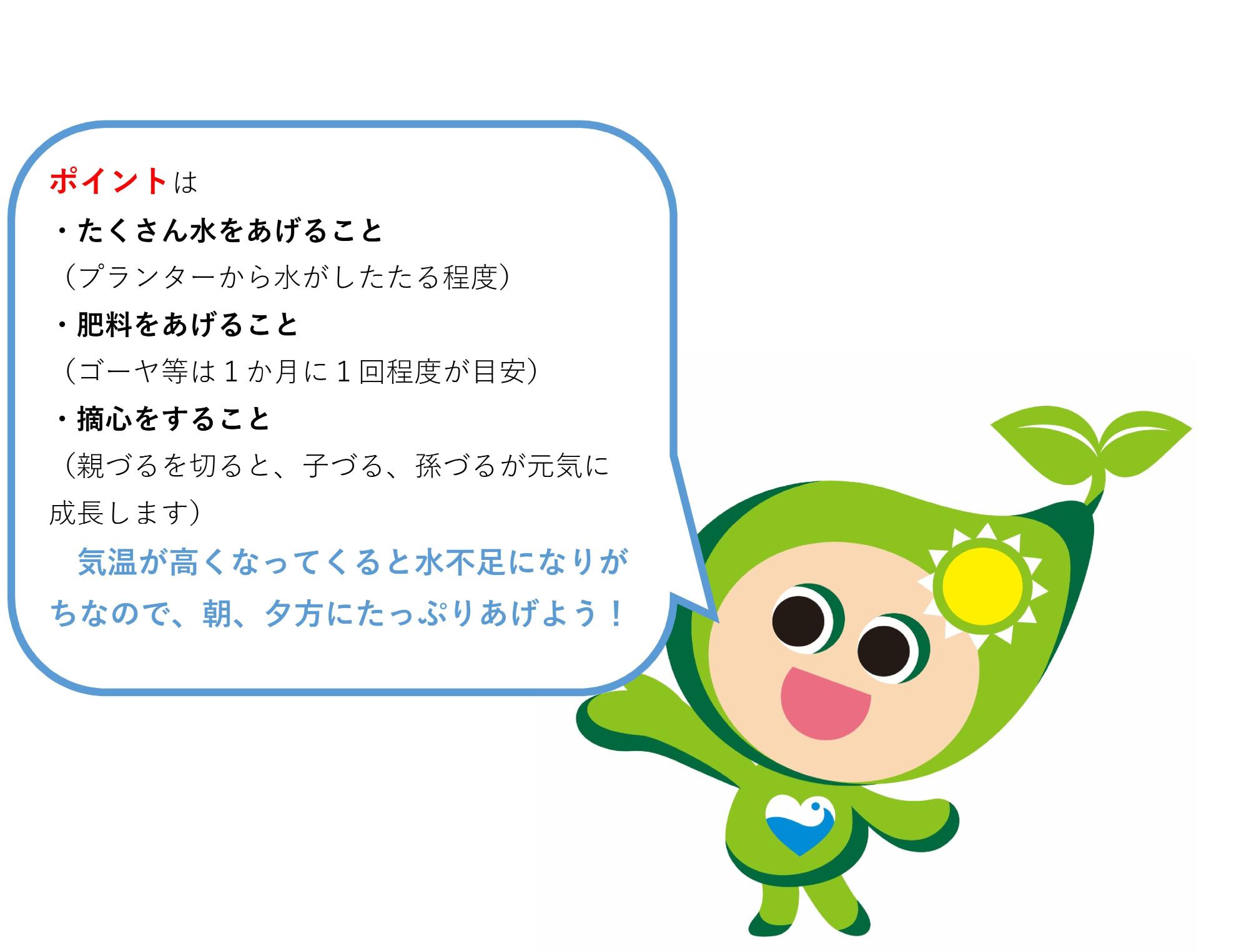 ポイントは ·たくさん水をあげること(プランターから水がしたたる程度) ·肥料をあげること(ゴーヤ等は1か月に1回程度が目安) ·摘心をすること(親づるを切ると、子づる、孫づるが元気に成長します) 気温が高くなってくると水不足になりがちなので、朝、夕方にたっぷりあげよう!の文字とイメージキャラクターこのんのイラスト