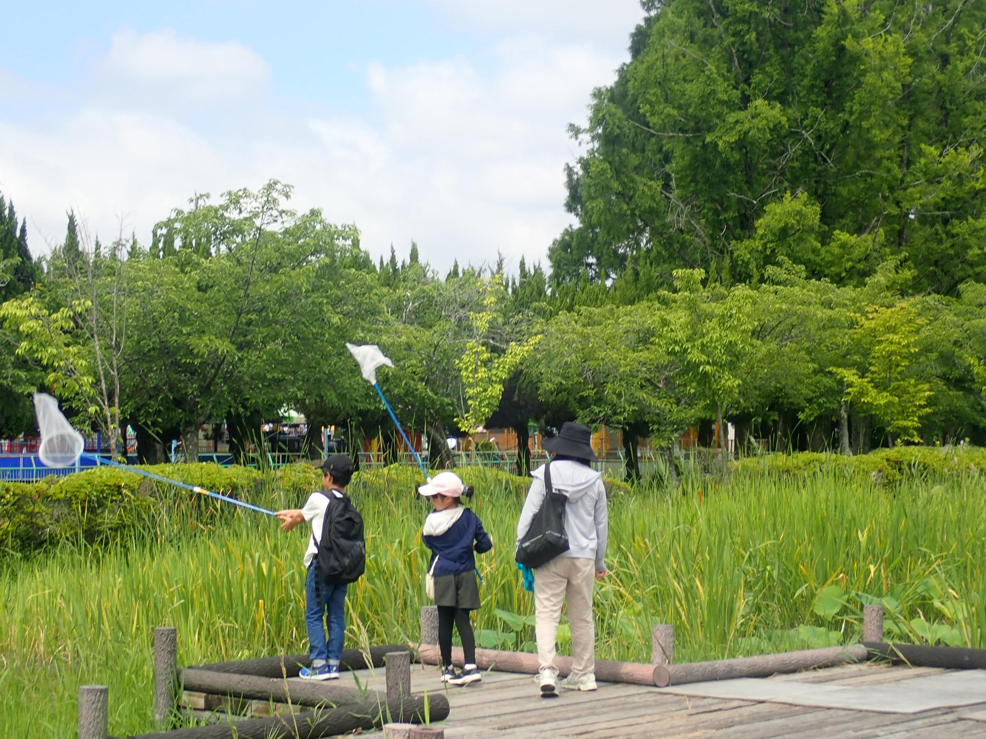 青空の下、豊かな緑に囲まれた池のほとりの木道で、虫取り網を手にした子供二人と黒い帽子を被った大人が並んで立ち、水辺の生き物を探したり捕まえようとしたりしている様子の写真