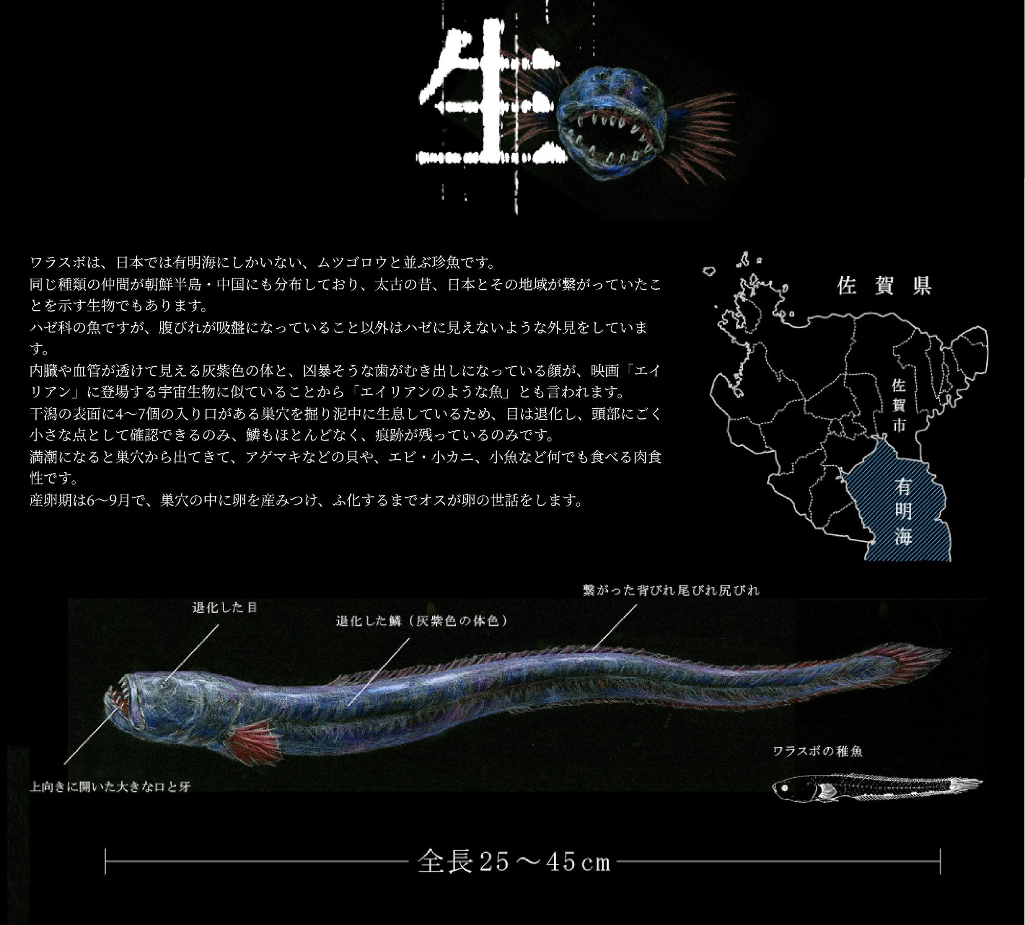 ワラスボの生態ついての画像
