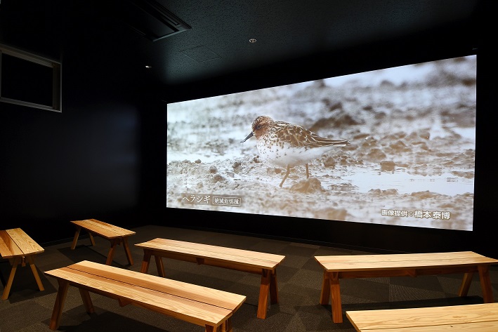 暗い展示室内の壁面に設置された巨大なスクリーンに、干潟に佇む絶滅危惧種のヘラシギの姿が映し出されており、手前には鑑賞者が座るための木製のベンチが等間隔で並んでいる、落ち着いた雰囲気のシアター空間の写真