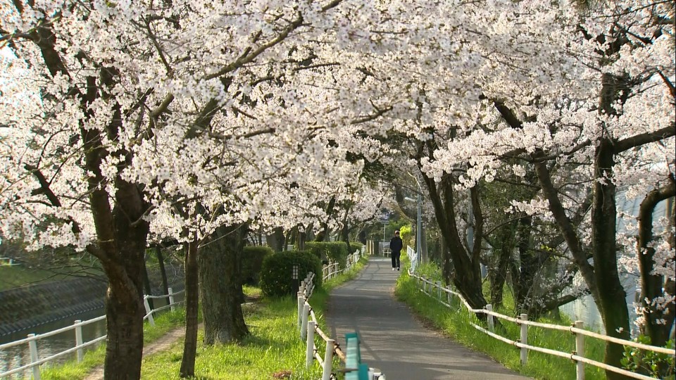 満開の桜がアーチ状に連なる川沿いの遊歩道を、一人の人物が歩いていく春の穏やかな風景を捉えた、奥行きのある構図が特徴的な風景写真