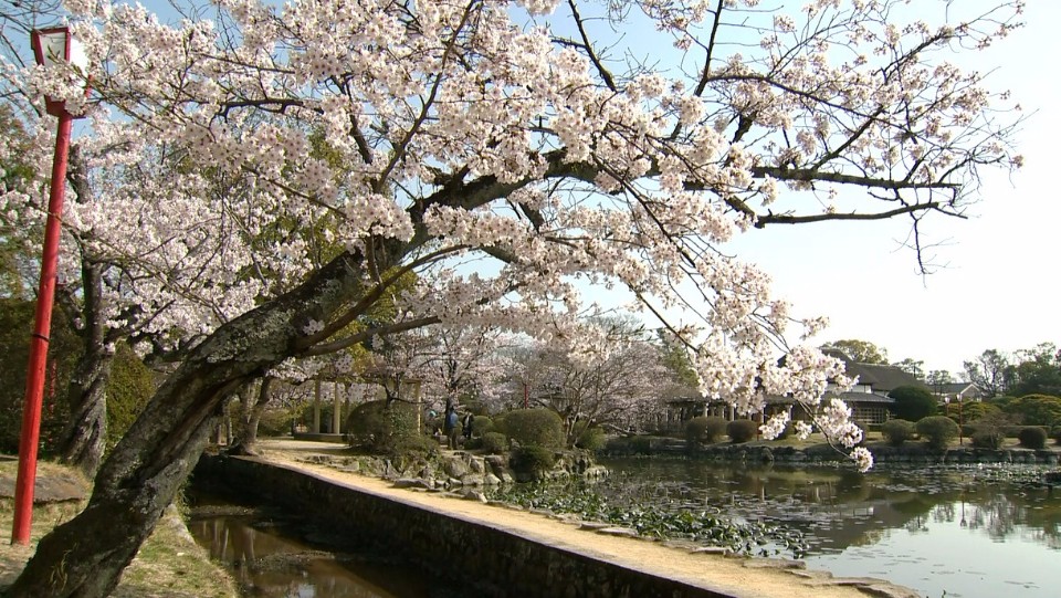 青空の下、池のほとりに咲き誇る満開の桜の木が大きく枝を広げ、水面に周囲の風景が穏やかに映り込む日本庭園のような落ち着いた春の景色写真