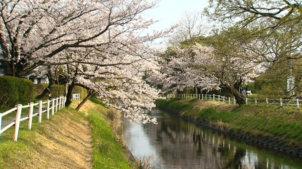 穏やかに流れる川の両岸に沿って満開の桜並木が続き、白や淡いピンクの花をつけた枝が水面に向かって美しくせり出し、青空の下で春の情緒あふれる風景を静かに映し出している景観を捉えた風景写真