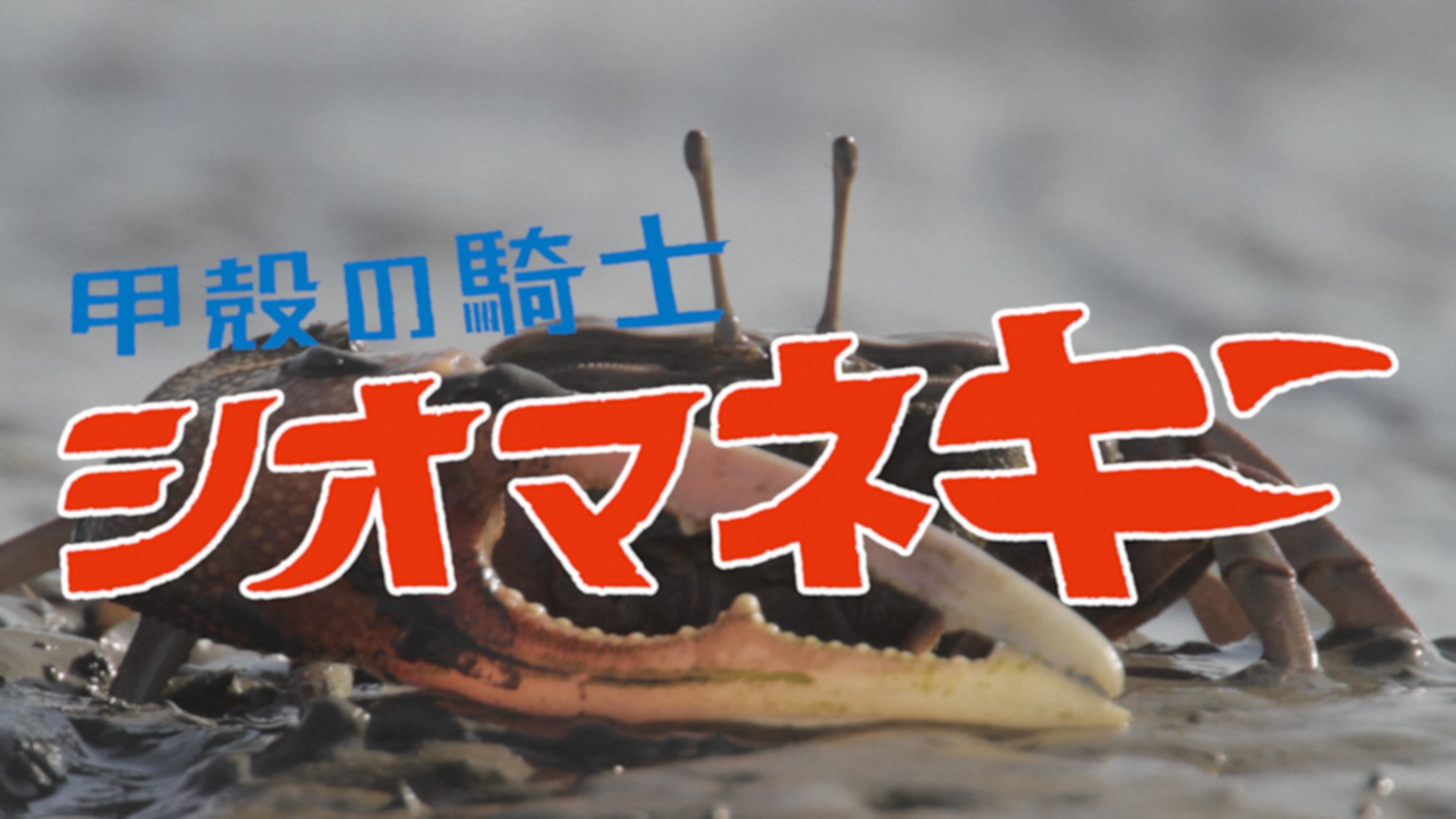 干潟で大きなハサミを構えるシオマネキの姿に、青い文字で「甲殻の騎士」、その下に白く縁取られた太い赤文字で「シオマネキ」というテキストが重なった、甲殻の騎士シオマネキの画面が表示されたサムネイル画像