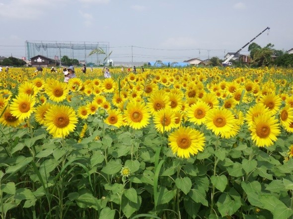 夏空の下、画面いっぱいに鮮やかな黄色いひまわりが咲き誇る広大なひまわり畑が広がり、遠景には花を楽しむ人々が写っている、夏の季節感と自然の豊かさを伝えている写真