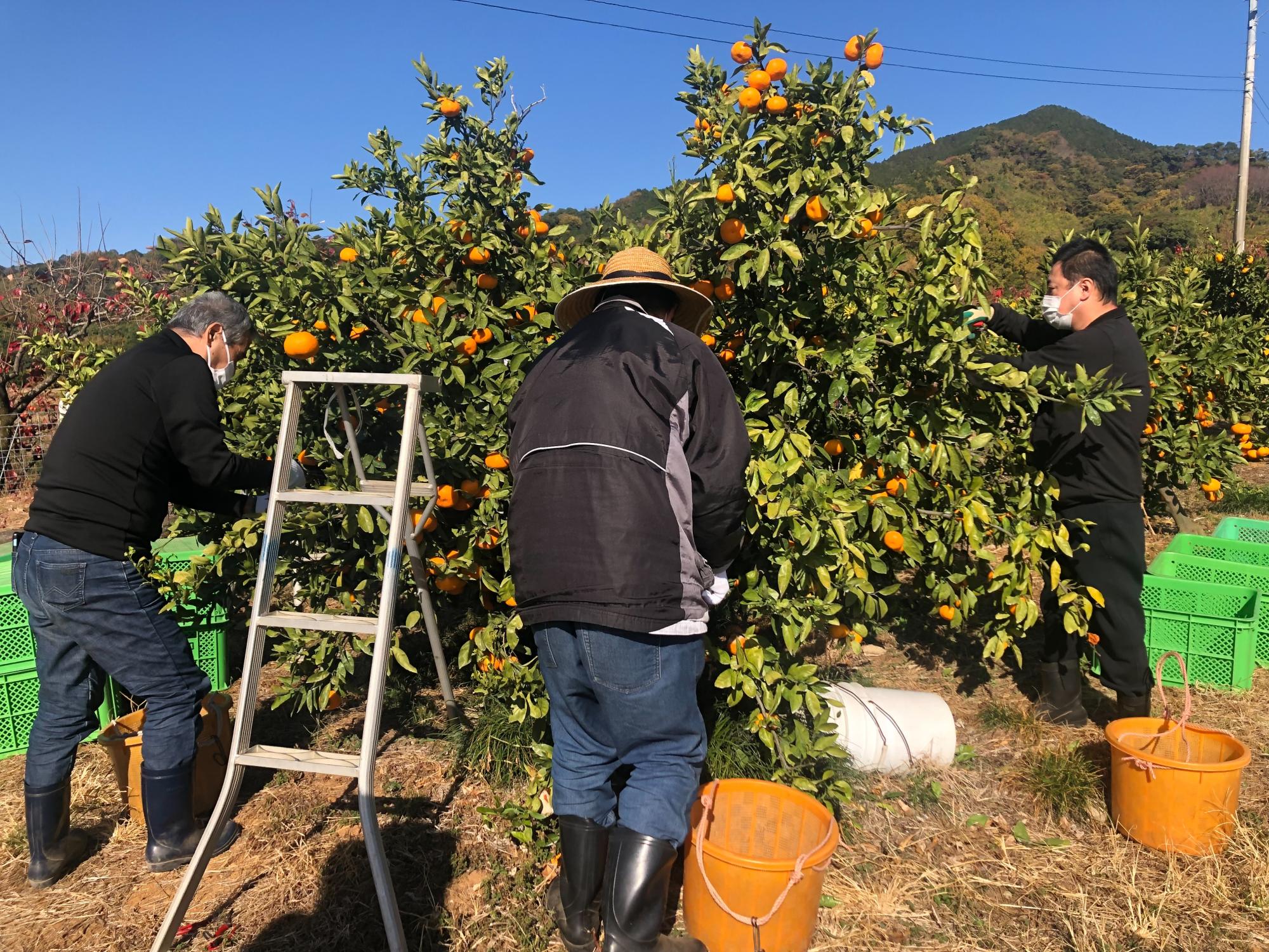 山あいの果樹園にて、脚立やバケツを用意した3人の作業員が、枝いっぱいに実った鮮やかなオレンジ色のみかんを一つずつ丁寧に手作業で収穫している収穫作業の写真