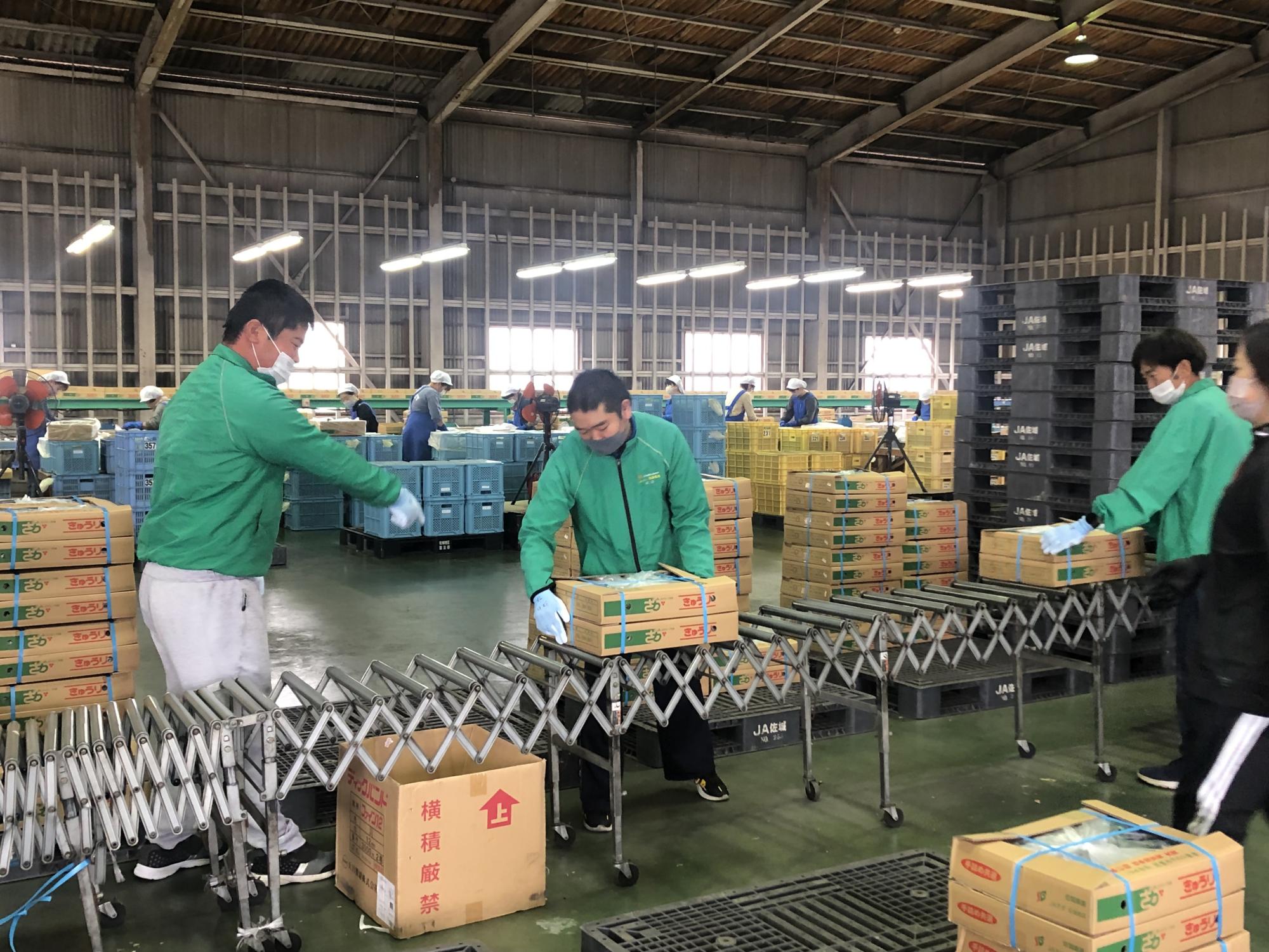 広い倉庫内の選別場にて、緑色の作業服を着たスタッフたちが、伸縮式のローラーコンベアを使って「さが きゅうり」と印字された段ボール箱を運んでいる写真