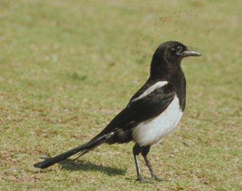 芝生の上に佇む、頭部から背中にかけての艶やかな黒色と腹部の純白とのコントラストが美しく、長い尾羽が特徴的なカササギを横から捉えた写真