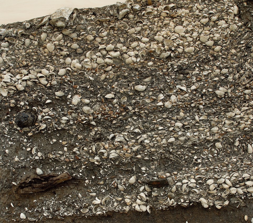 湿った黒土の中に、形がはっきりと残った白い二枚貝や巻貝の殻が無数に積み重なり、長い年月を経て形成された地層の断面が剥き出しになっている、縄文時代の食生活や環境が伝わる写真