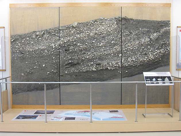博物館の展示スペースにおいて、遺跡から発掘されたままの状態で保存された巨大な貝層の土層断面パネルが正面に据えられ、その足元や横に詳細な解説図や調査写真が展示されている写真