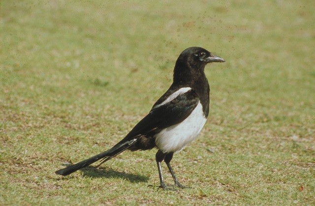 芝生の上に佇む、頭部から背中にかけての艶やかな黒色と腹部の純白とのコントラストが美しく、長い尾羽が特徴的なカササギを横から捉えた写真