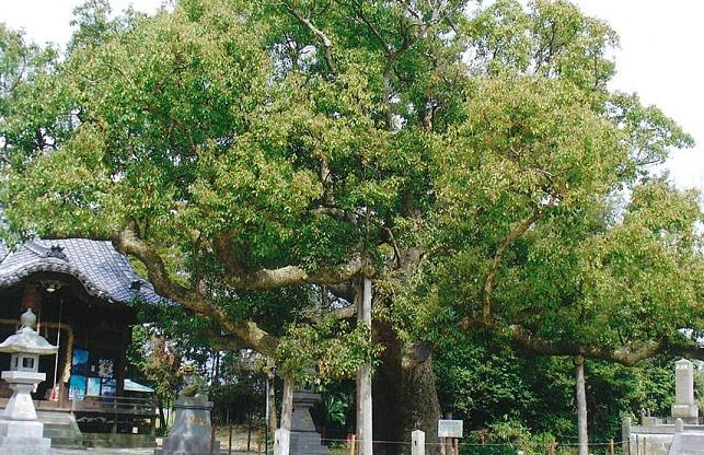 太い幹から横へと力強く伸びた枝に、淡いピンク色の梅の花が満開に咲き誇り、遠くに寺院の屋根が見せる写真