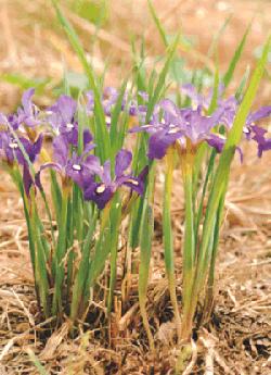 乾いた土と枯れ草の間から、細長く鋭い緑の葉が真っ直ぐに伸び、その先に鮮やかな紫色をした小ぶりな花がいくつか身を寄せ合うようにして咲いているえひめあやめの写真