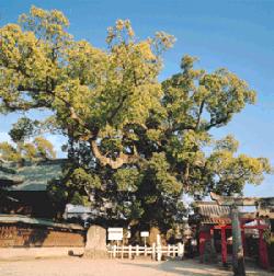 神社の境内にそびえ立つ巨木の太い主幹から、複数の大きな枝が水平や斜め上へと分かれ、その先に小さく丸い葉の塊を無数に茂らせて広く覆っている様子を捉えた巨大な楠の木の写真