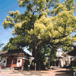 黄緑色の若葉が密集した巨大な楠が、神社の社殿の隣に堂々とそびえ立ち、境内全体に広がっている写真