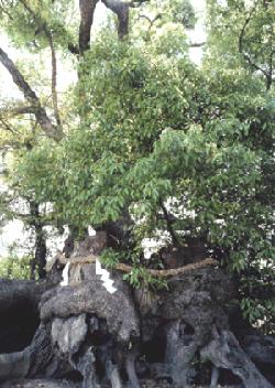 ゴツゴツとした巨大な木の根元に、神聖な印である注連縄と紙垂が巻かれ、その上から茂った葉が伸びている、神社の御神木の写真