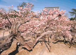 力強く曲がった幹を持つ立派な梅の木が薄ピンク色の花を枝いっぱいに咲かせ、奥には建物が見える庭園の風景を捉えた写真