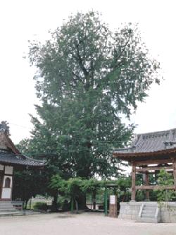 寺院の境内にそびえ立つ大きな銀杏の木を中央に、左側には本堂の一部、右側には鐘楼が配置されている浄円寺のイチョウ写真