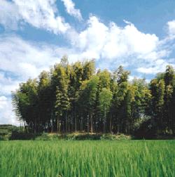 手前に鮮やかな緑が広がる水田があり、その奥に真っ直ぐ伸びる細い幹と上部に密集した笹の葉が特徴的な竹林が島のように群生している関行丸古墳の写真
