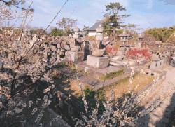 手前に咲き誇る白やピンクの桜の枝越しに、石造りの立派な五輪塔や石灯籠が並ぶ歴史的な墓所が広がり、遠くには寺院の屋根が見える、春の柔らかな日差しに包まれた静かで厳かな、高伝寺墓所の写真