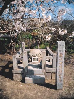 青空の下で満開の桜が咲き誇る枝が手前に広がり、その奥に低い石造りの柵で囲まれた丸みのある石碑が設置されており、手前には「道連寺住持誕生地」と刻まれた細長い石柱が直立している、春の穏やかな史跡「龍造寺隆信誕生地」の写真
