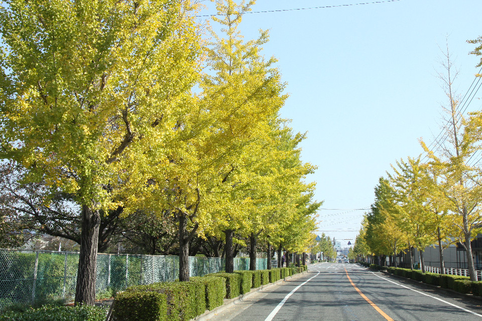黄色く色づいたイチョウの並木が道路沿いに美しく連なり、遠くまで続いている写真