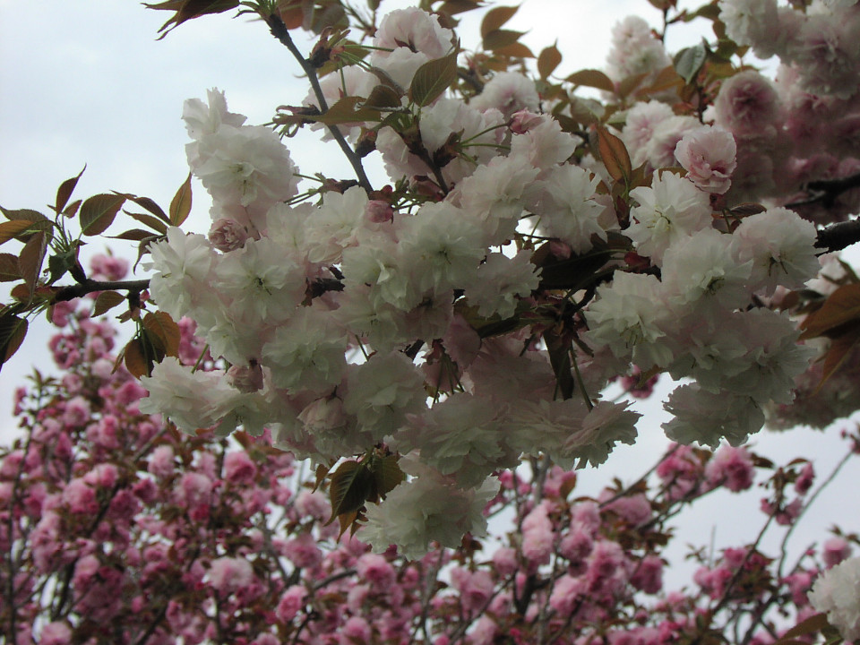 淡いピンク色と白が混ざり合った八重桜の花が枝いっぱいに重なり合うように咲き誇り、その背後には濃いピンク色の花々が満開に咲いている桜の花をメインに写した写真