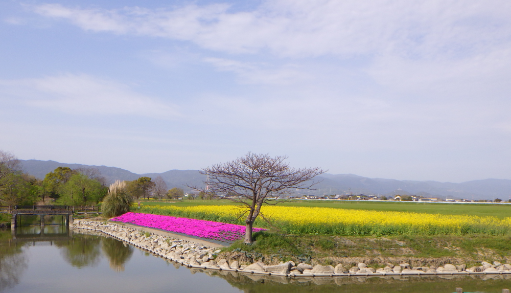 抜けるような青空と遠くの山々を背景に、鮮やかな黄色の菜の花畑とピンク色の芝桜が水辺を彩り、手前には葉のない一本の木が佇む風景写真