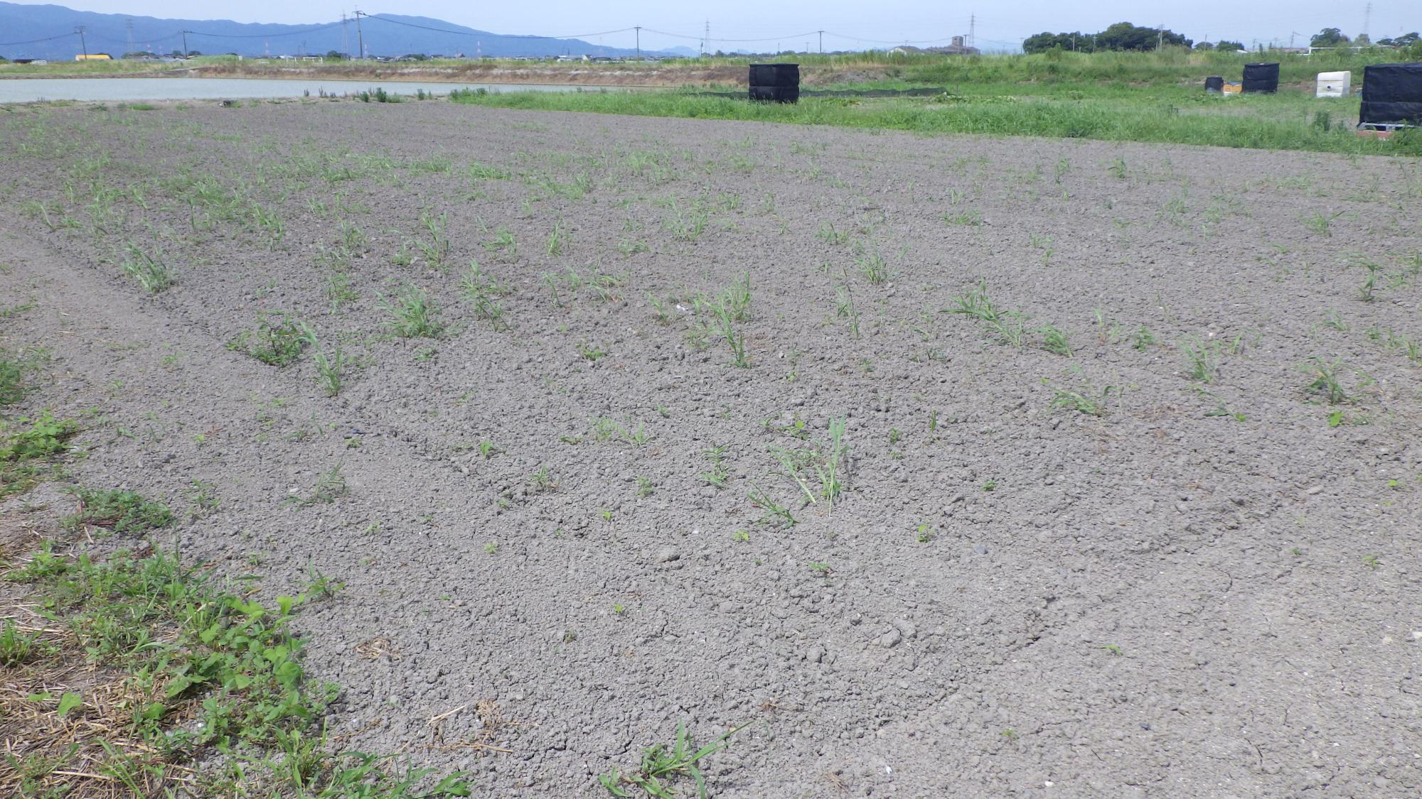 広大な農地の先に穏やかに連なる山並みが広がり、手前には細かな雑草が点在する作付け前の乾いた平坦な畑と、その奥に等間隔に並べられた黒いシートの塊や草地が見える静かな田園風景を捉えた写真