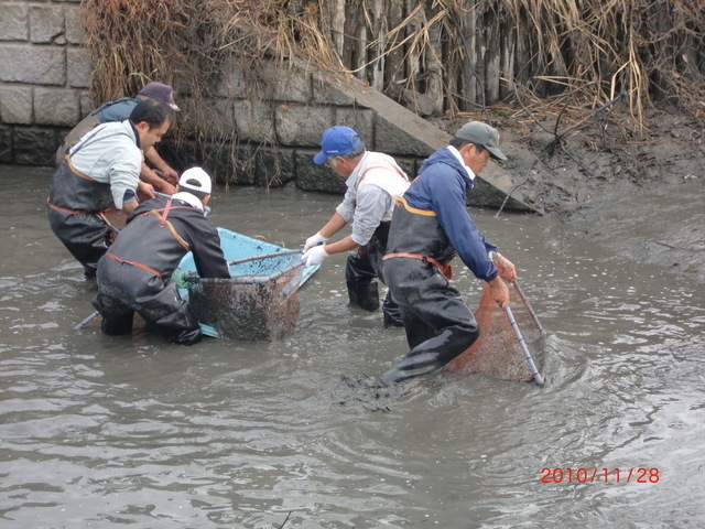 胴付長靴を履いた4人の男性たちが、泥で濁った川の中で大きな網や青いプラスチック製の容器を使い、協力してフナを捕獲している作業風景の写真