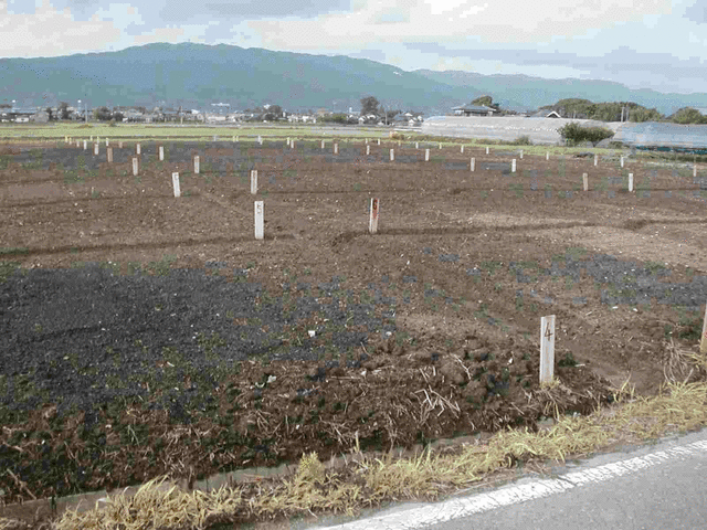 平坦に整えられた茶色の広い畑に、等間隔で数字が書かれた白い杭がいくつも打ち込まれており、その背景にはビニールハウスや住宅地がある友貞農園を写した写真