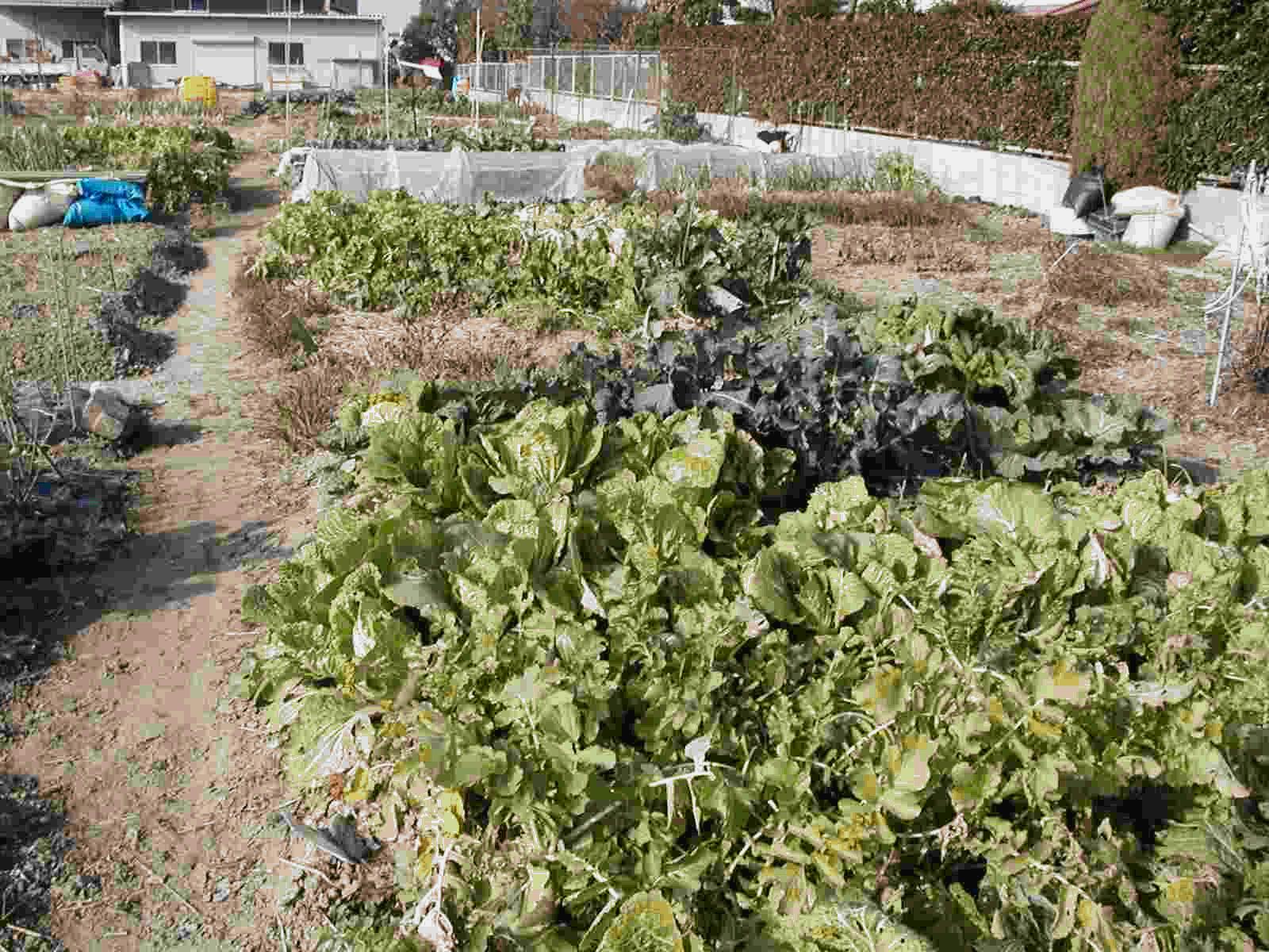 手前に青々と大きく育った白菜や大根などの冬野菜が並び、奥には防虫ネットが被せられた畝や住宅の塀が広がる、収穫時期を迎えた真八戸ふれあい農園の様子を捉えた写真