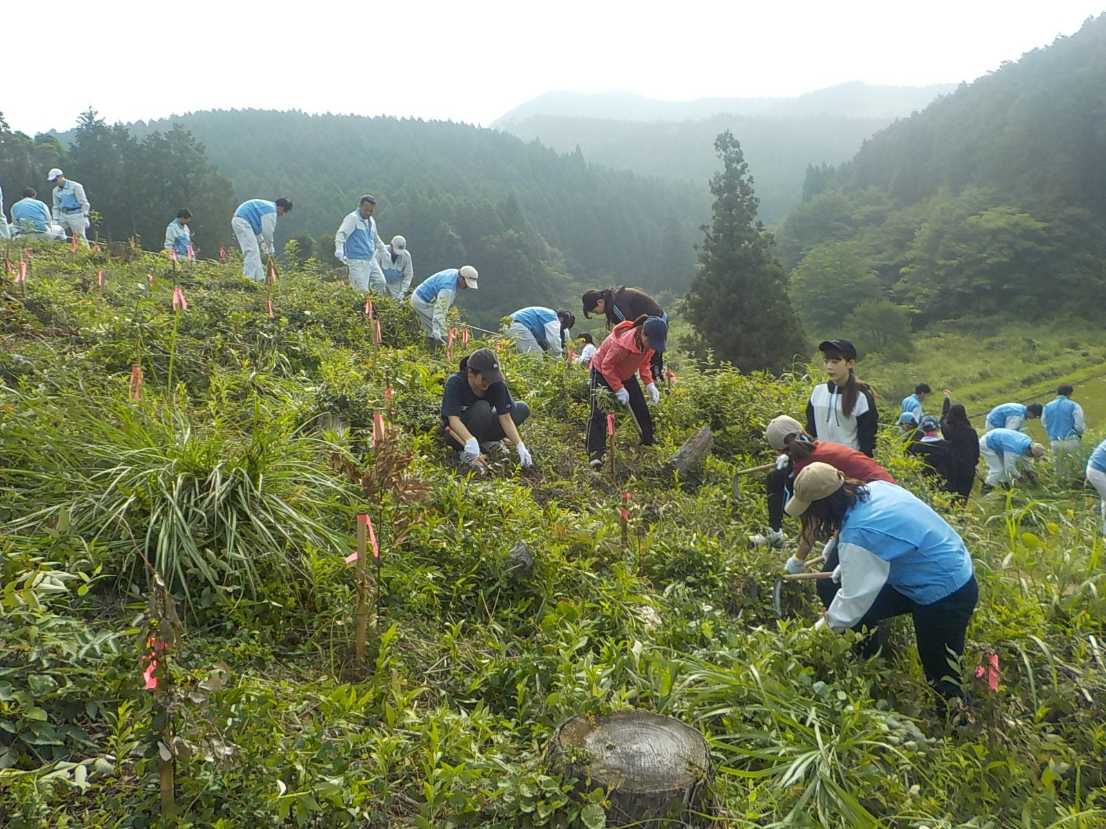 霧に包まれた深い山々を背景に、斜面に生い茂る草むらの中で、青い作業服やカジュアルな服装をした大勢の人々が腰をかがめながら、手作業や道具を使って熱心に草刈り作業を行う様子の写真