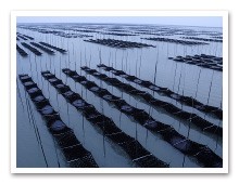 海面に等間隔で並んだ養殖棚が静かな水面に広がり規則的な模様を描く様子を捉えた写真