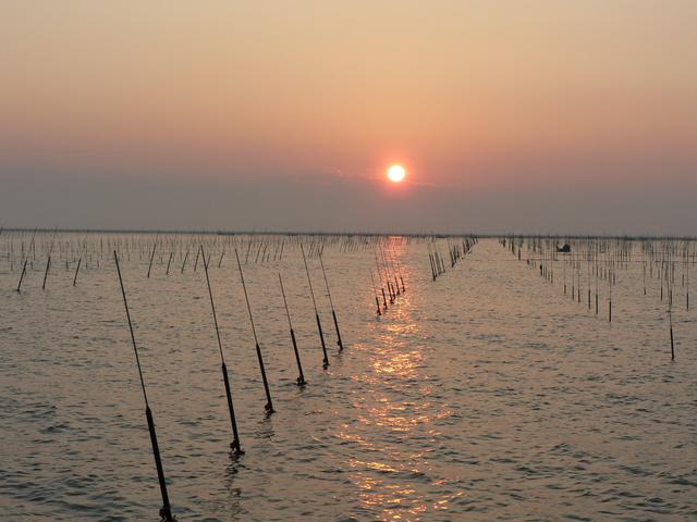 オレンジ色に染まる夕暮れ時の海にて、海面に無数に突き出した海苔養殖用の支柱が整然と並んでいる写真