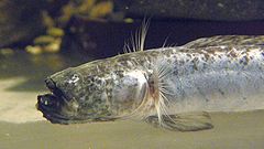 水中で斑点模様の細長いワラスボが、ひげ状の突起を揺らしながら静かに泳ぐ様子を捉えた写真