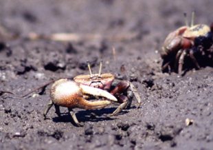 片側の大きな白いはさみを掲げた小さなシオマネキが泥地を歩き背景にも他のシオマネキが動く様子を捉えた写真
