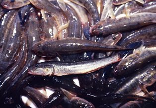 光沢のある細長いハゼクチが多数重なり合うように並べられ、体表のぬめりと色味が密集感と新鮮さを伝える写真