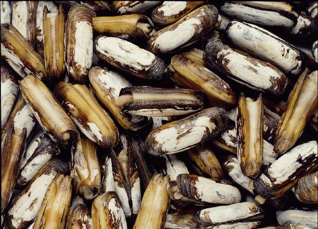 白と茶の模様が混じる細長いアゲマキが大量に折り重なり、殻のざらついた質感が見て取れる写真